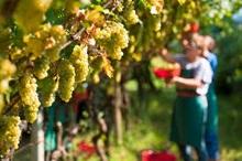 vendemmia